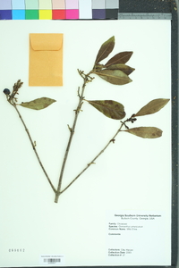 Osmanthus americanus image