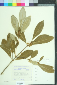 Osmanthus americanus image