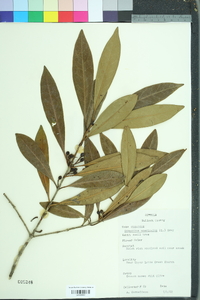 Osmanthus americanus image