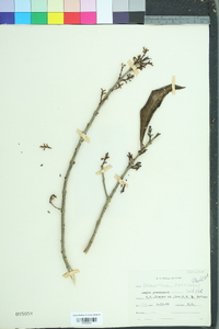 Osmanthus americanus image