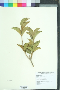 Osmanthus heterophyllus image