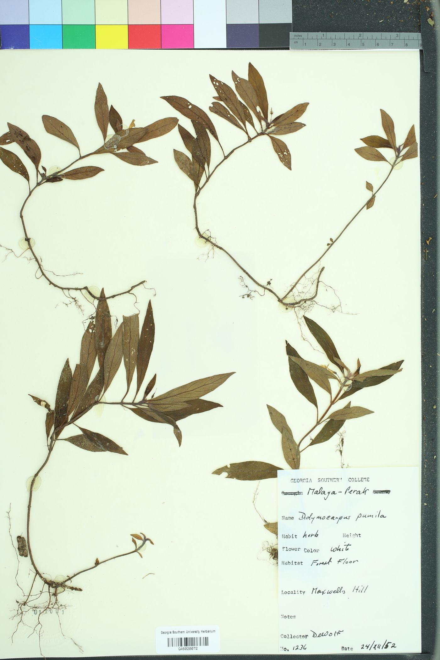Henckelia nana image