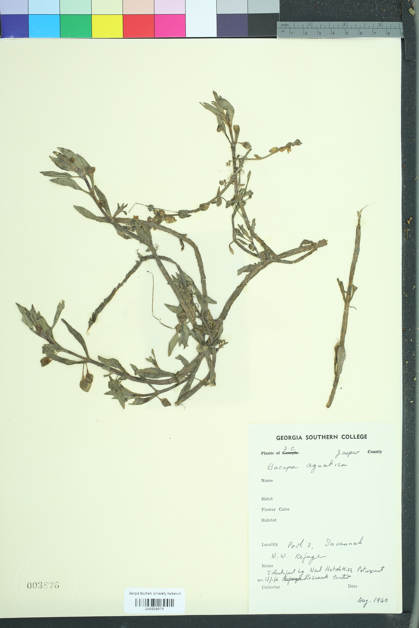 Bacopa aquatica image