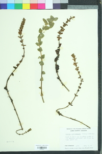 Bacopa caroliniana image