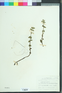 Bacopa caroliniana image