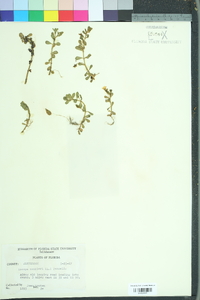 Bacopa monnieri image