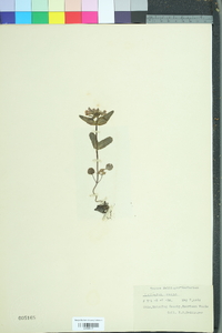 Collinsia verna image