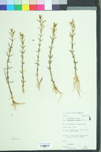 Gratiola ramosa image