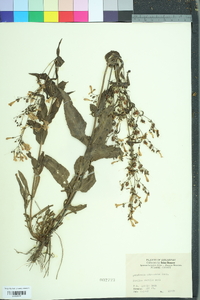 Penstemon arkansanus image