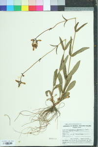 Penstemon australis image