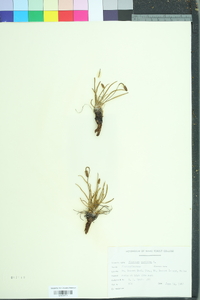 Plantago maritima image