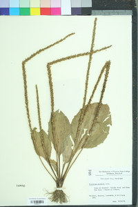 Plantago rugelii image