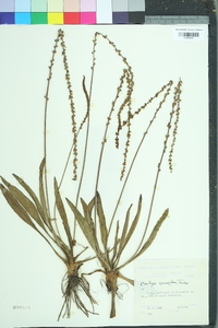 Plantago sparsiflora image