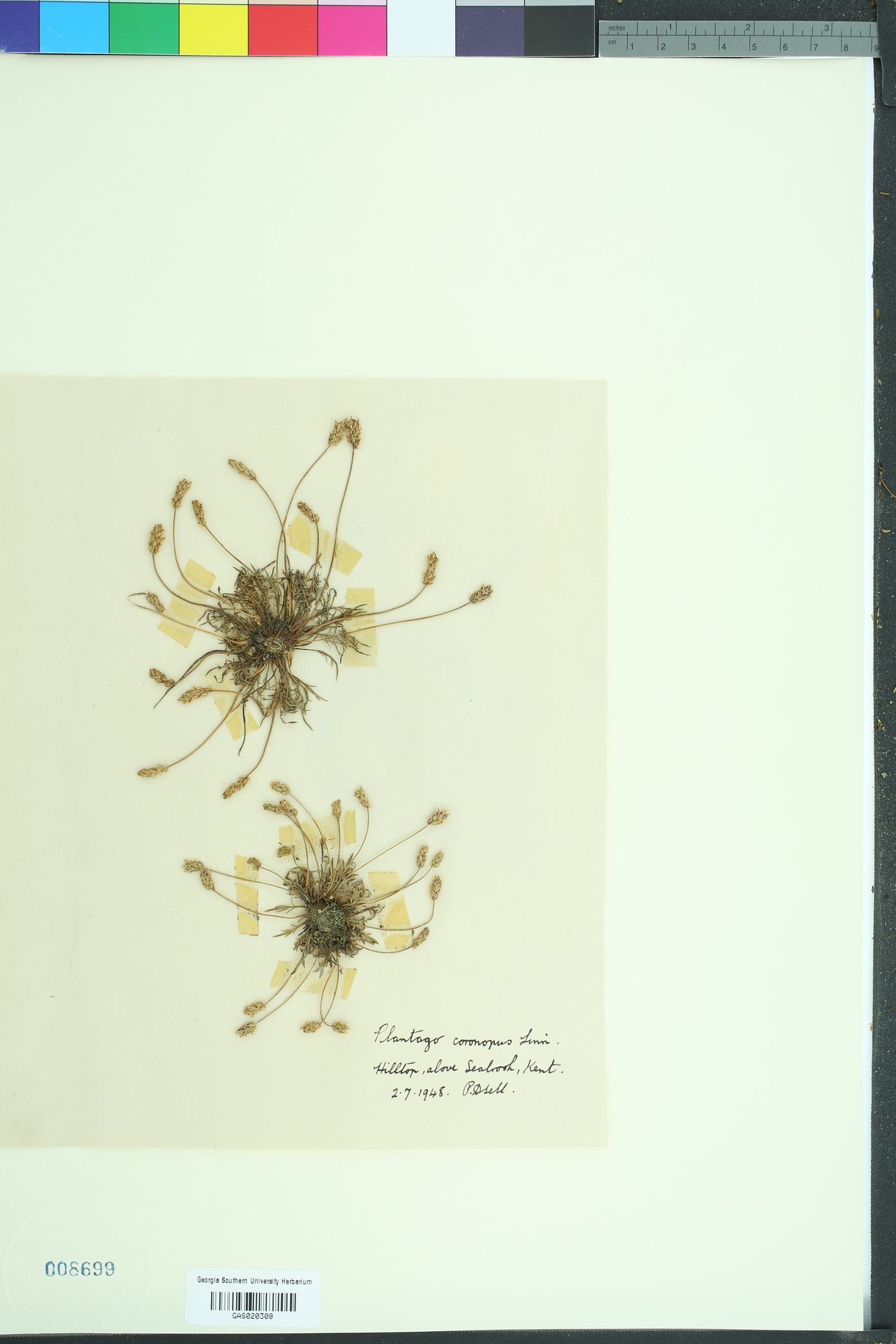 Plantago coronopus image