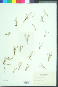 Plantago heterophylla image