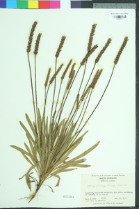 Plantago wrightiana image