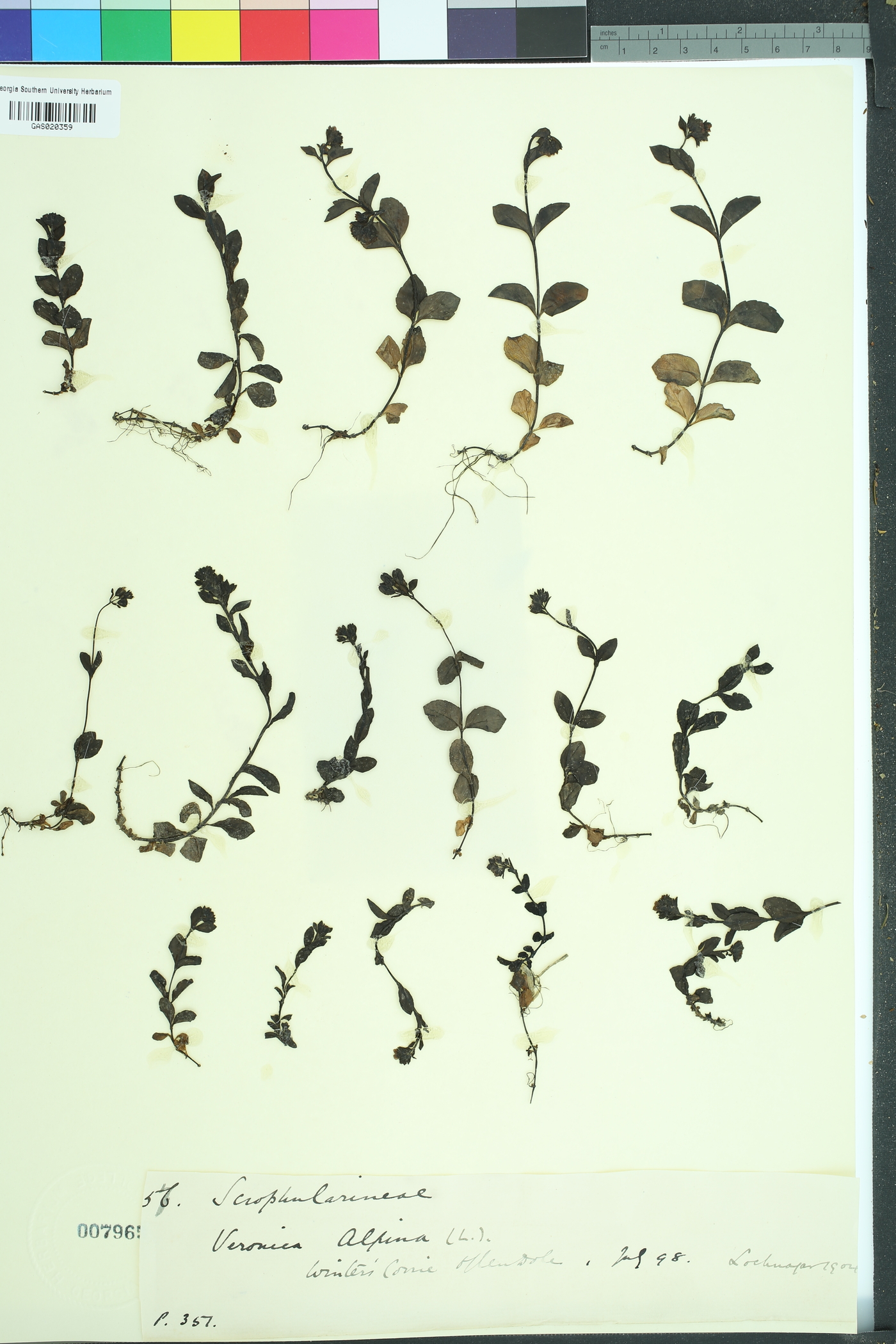 Veronica alpina image
