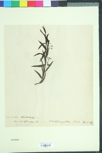 Veronica scutellata image