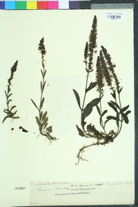 Veronica spicata image