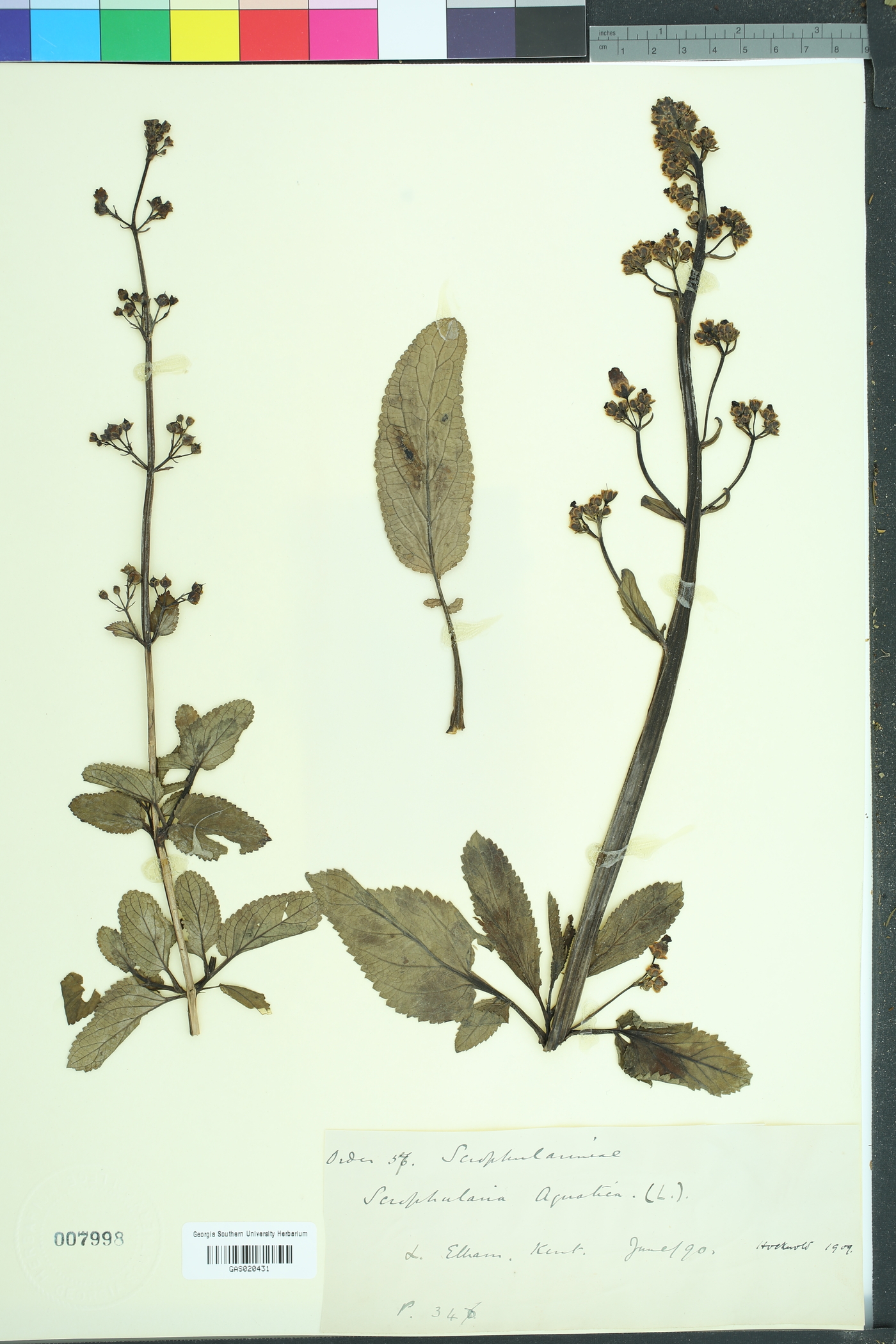 Scrophularia umbrosa image