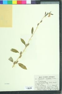 Sesamum orientale image