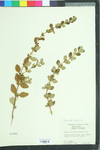 Calamintha georgiana image