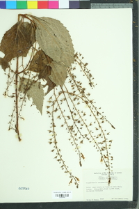 Collinsonia canadensis image