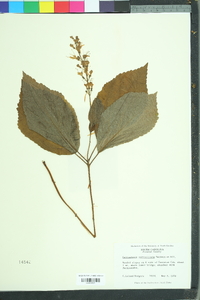 Collinsonia verticillata image