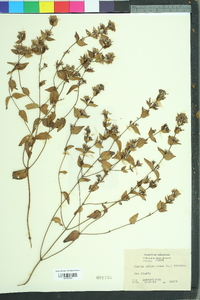 Cunila origanoides image