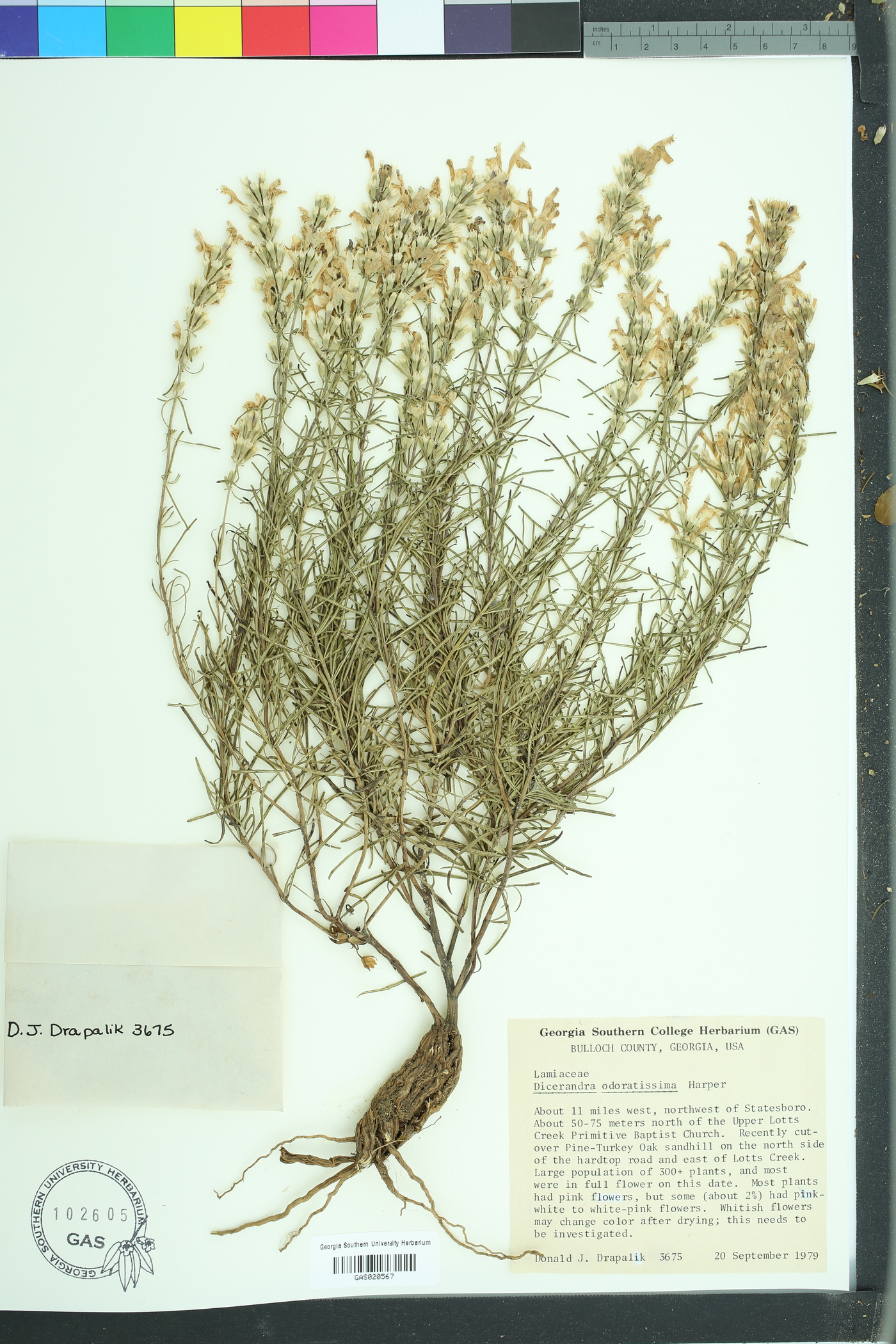 Dicerandra odoratissima image