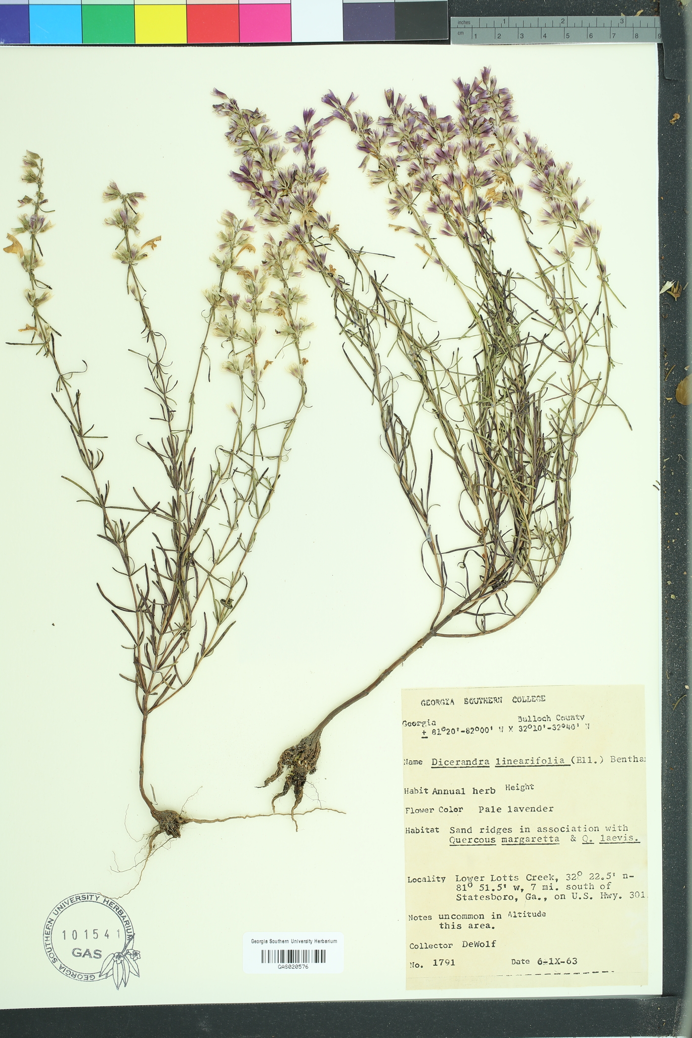 Dicerandra linearifolia image