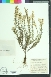 Dicerandra odoratissima image