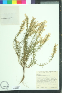 Dicerandra odoratissima image