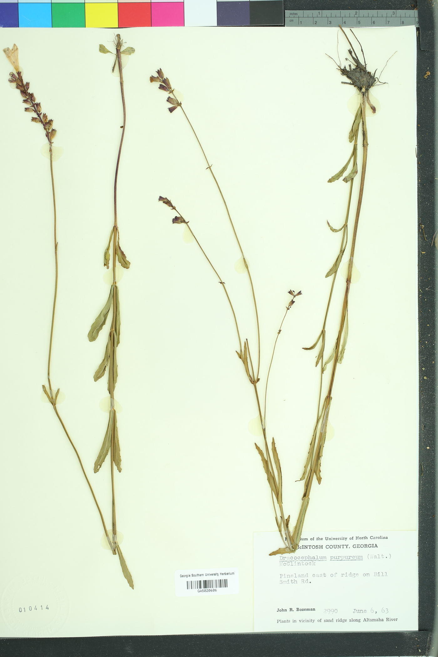Physostegia purpurea image