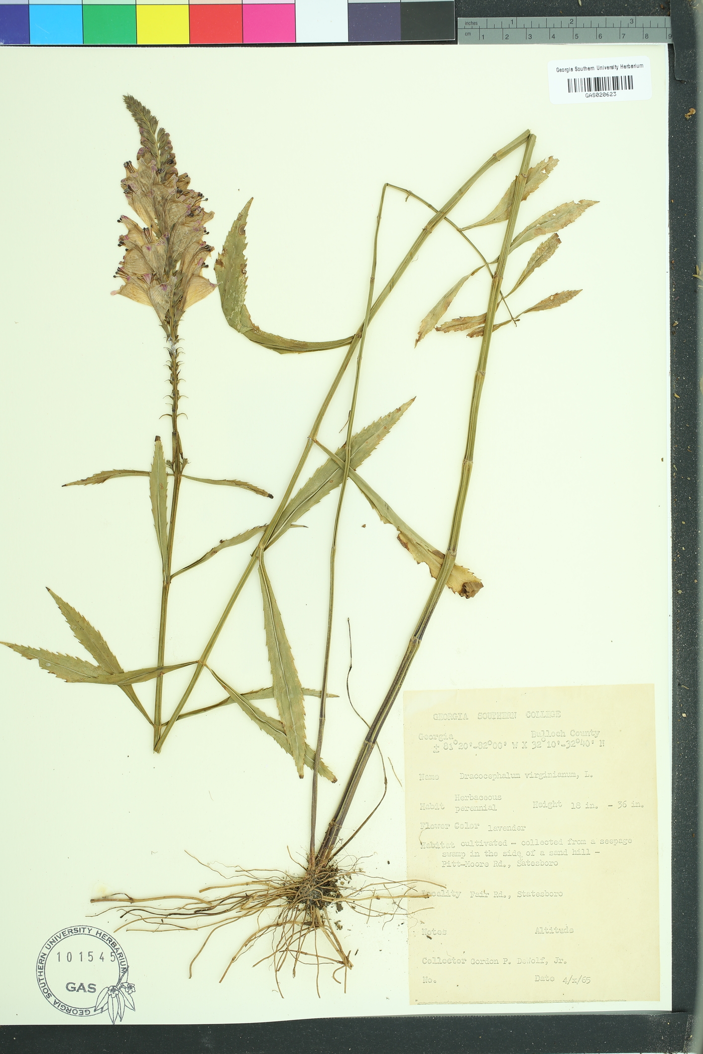 Physostegia virginiana virginiana image