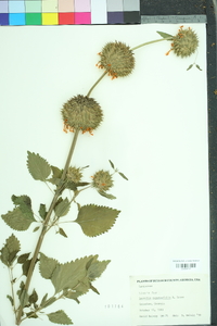 Leonotis nepetifolia image