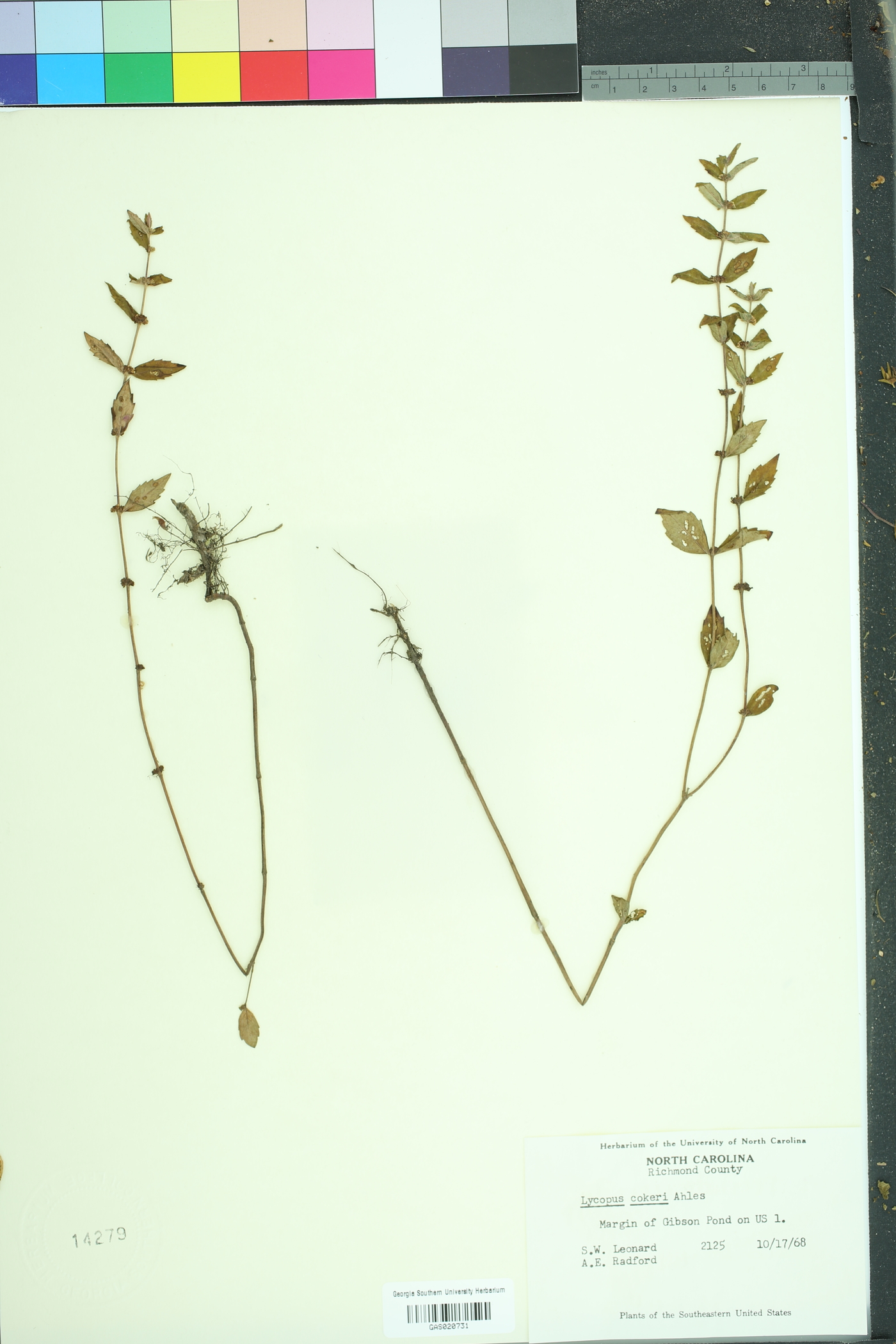 Lycopus cokeri image