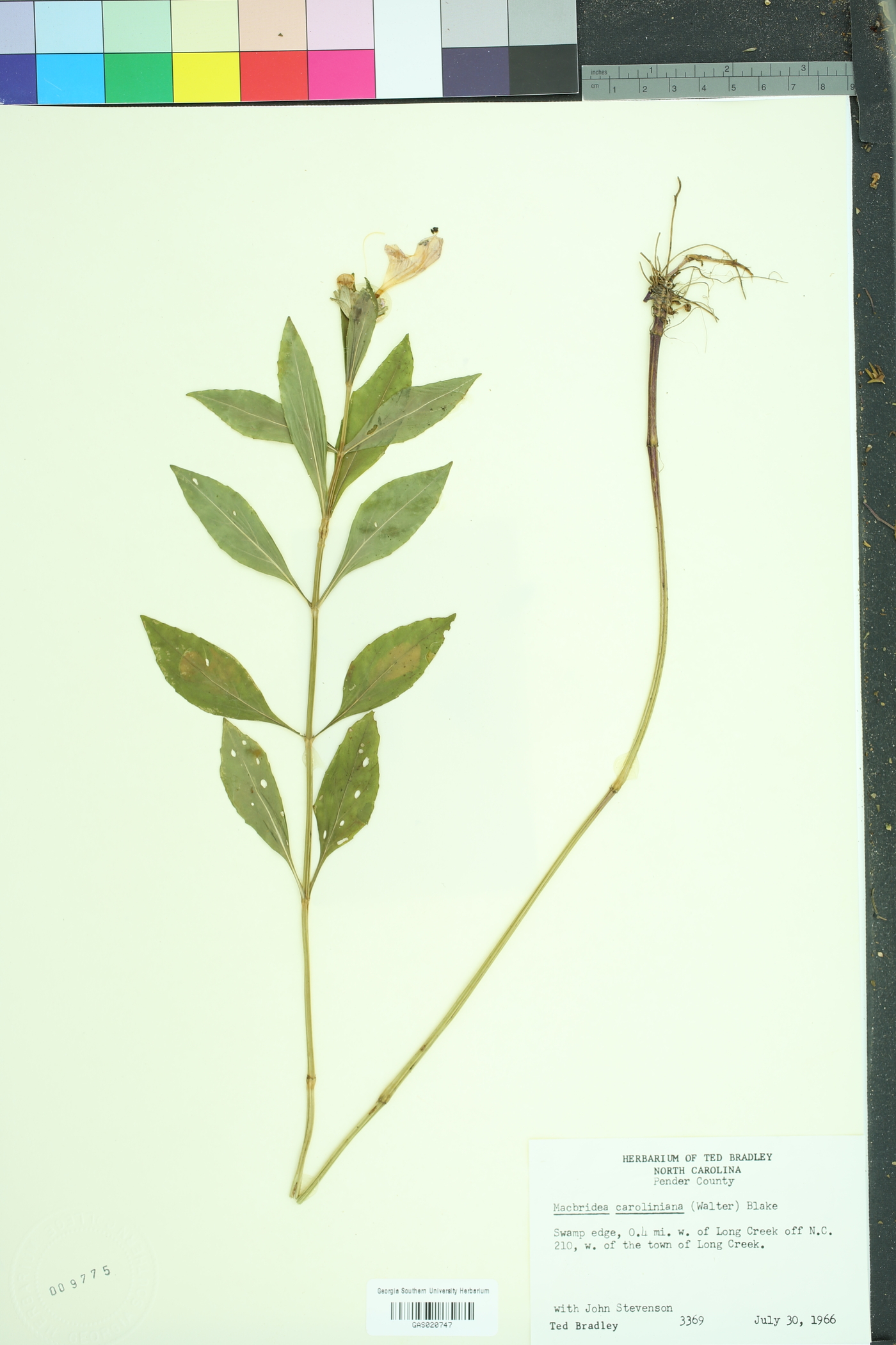Macbridea caroliniana image