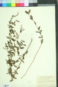 Mentha spicata image