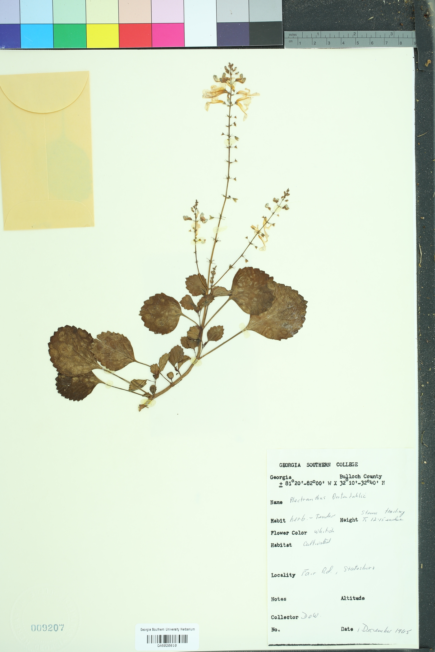 Plectranthus oertendahlii image