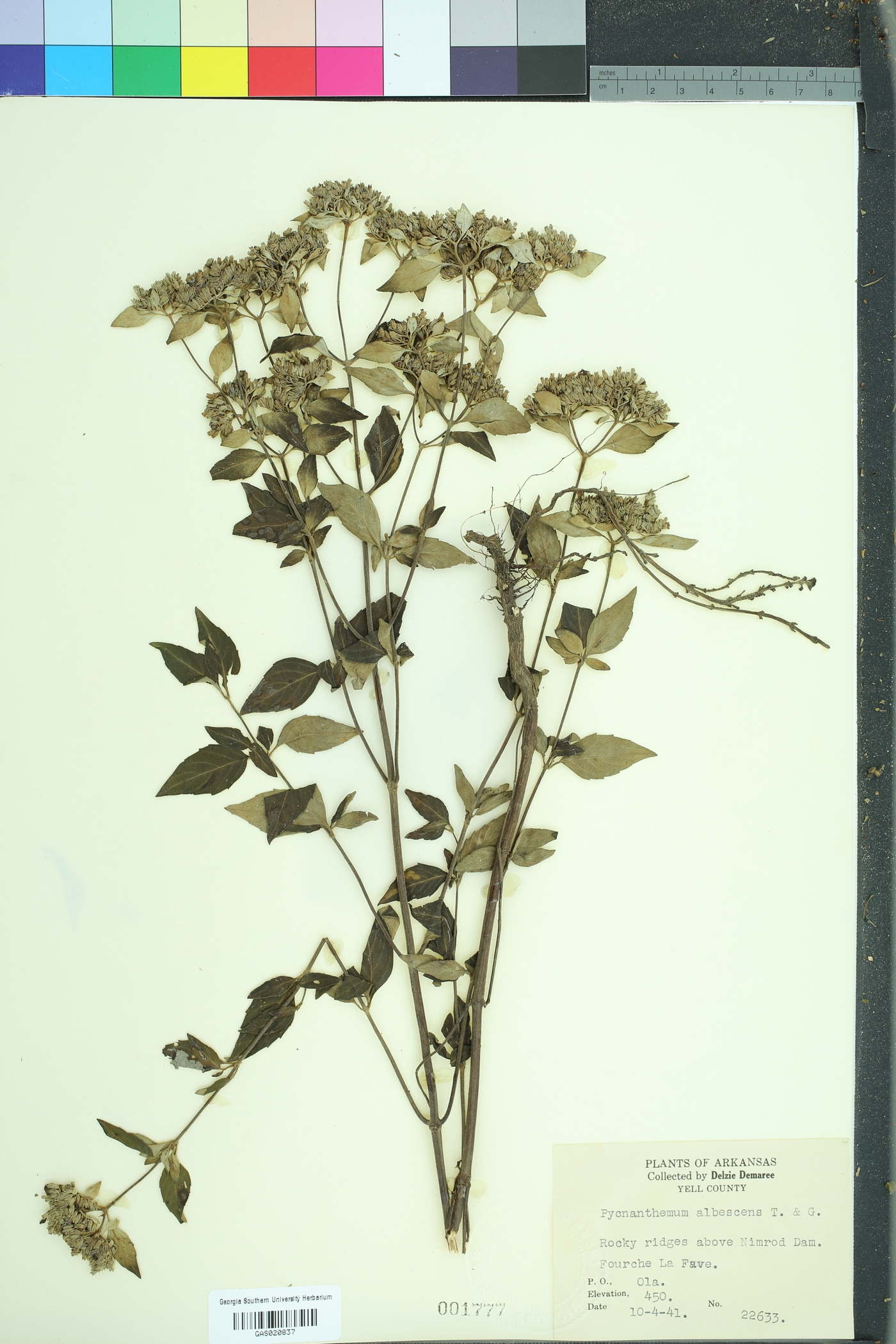 Pycnanthemum albescens image