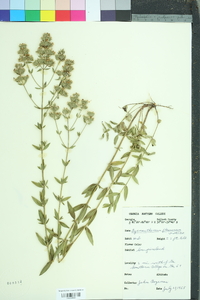 Pycnanthemum flexuosum image