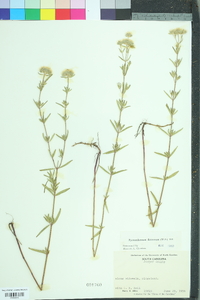 Pycnanthemum flexuosum image