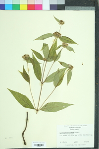 Pycnanthemum montanum image