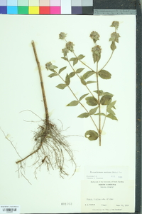 Pycnanthemum muticum image