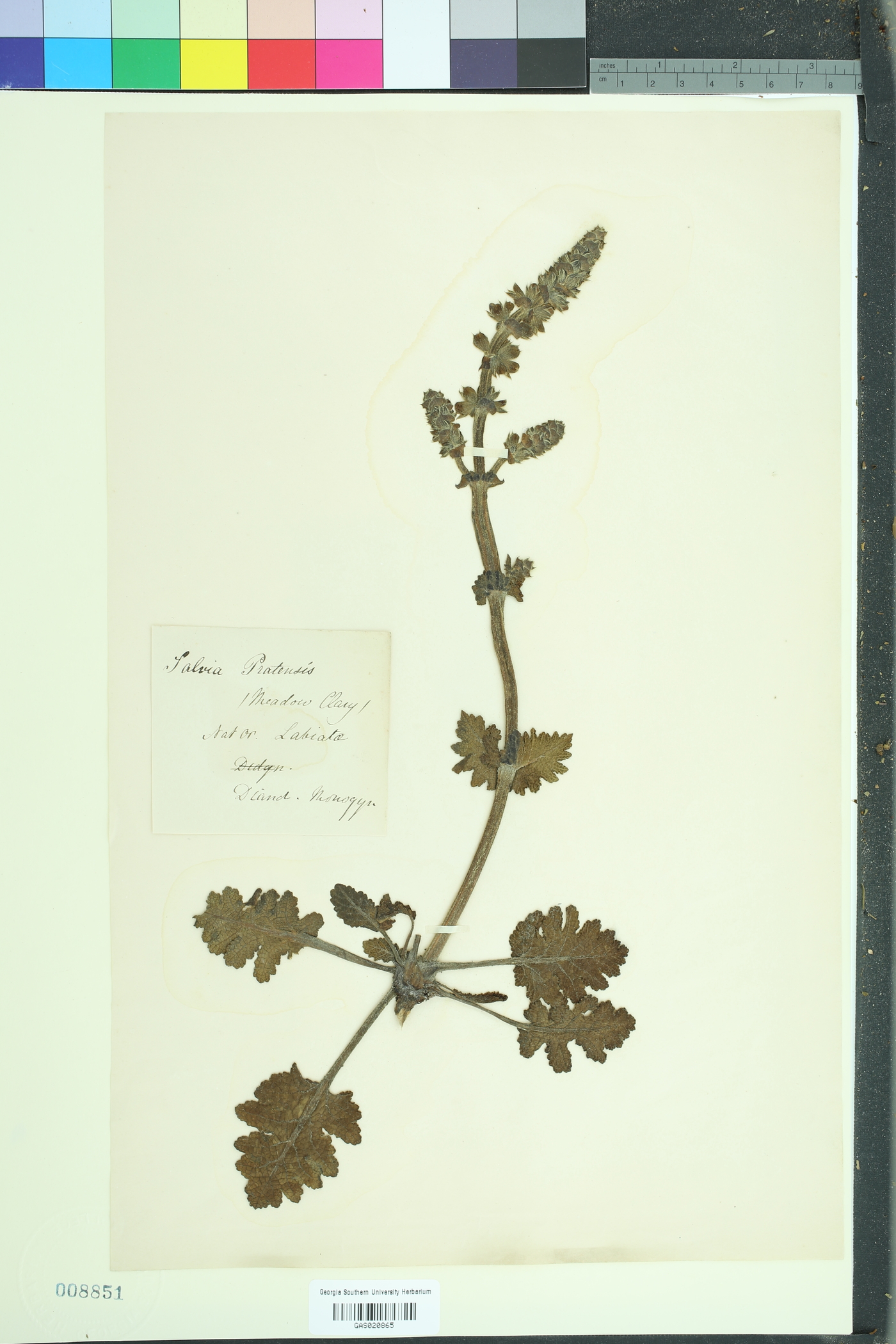 Salvia pratensis image