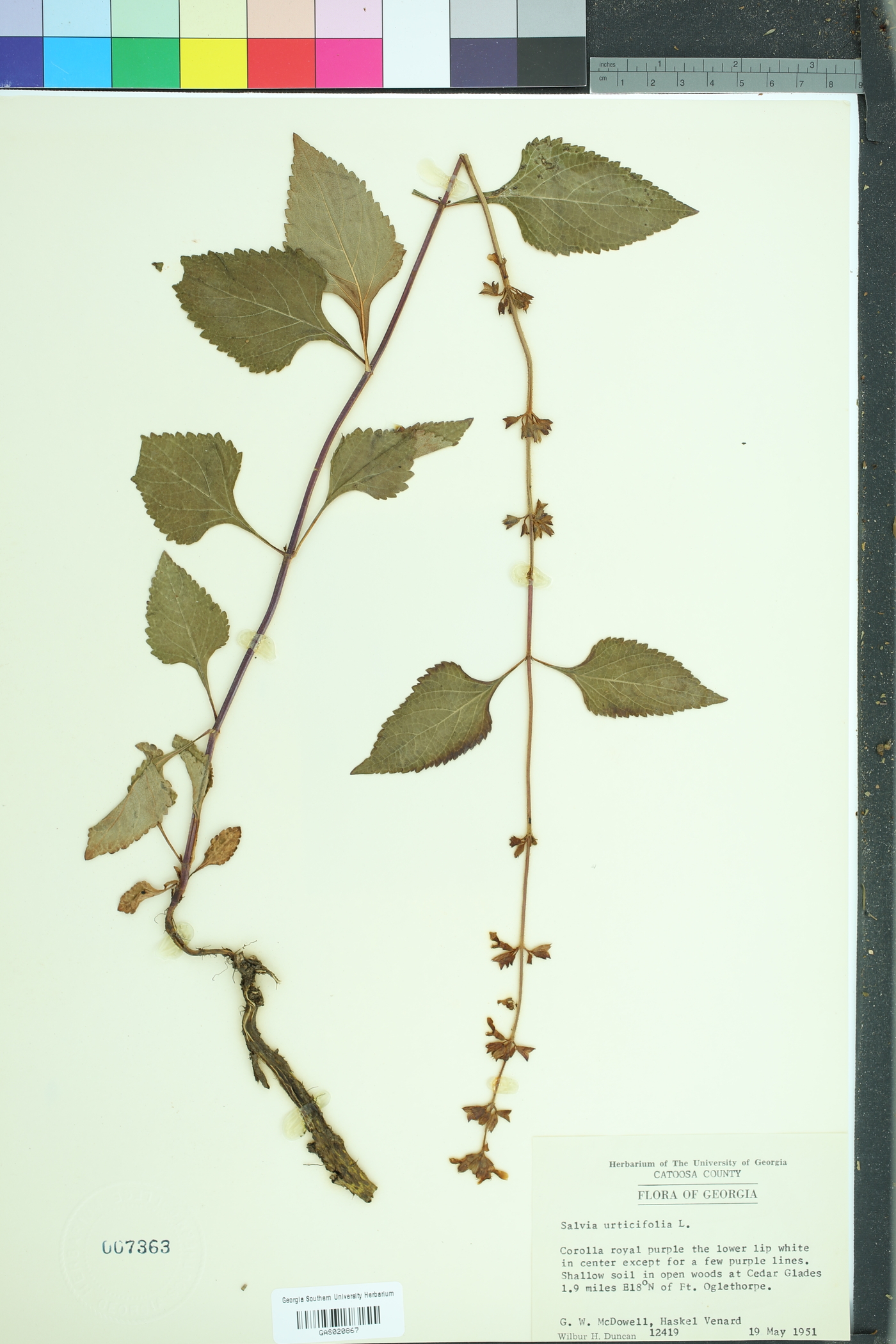 Salvia urticifolia image