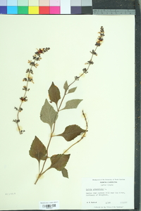 Salvia urticifolia image