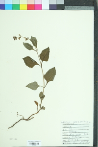 Salvia urticifolia image