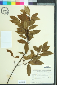 Prunus caroliniana image